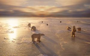 Polar bears, cold, winter, snow, sunset wallpaper thumb