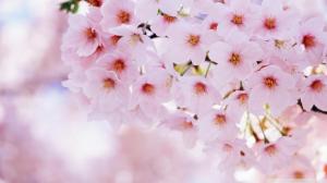 Spring Cherry Flowers wallpaper thumb