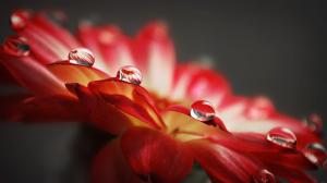 Water droplets macro of red flower petals wallpaper thumb