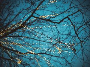 Lights, Bokeh, Dead Trees, Depth of Field wallpaper thumb