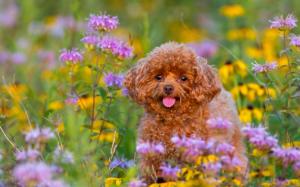 Poodle, puppy, flowers wallpaper thumb
