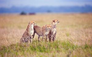 Savanna family of cheetahs wallpaper thumb