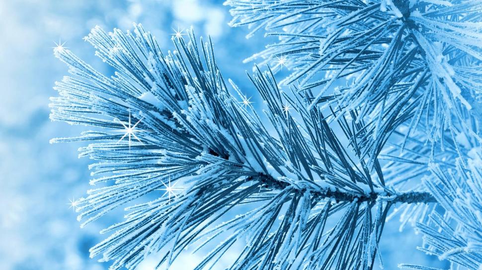 Frosted Winter Pine wallpaper,pine HD wallpaper,frost HD wallpaper,tree HD wallpaper,sparkle HD wallpaper,spruce HD wallpaper,cold HD wallpaper,snowing HD wallpaper,frosty HD wallpaper,snow HD wallpaper,blue HD wallpaper,winter HD wallpaper,nature & lan HD wallpaper,1920x1080 wallpaper