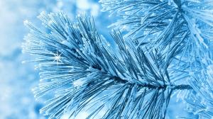 Frosted Winter Pine wallpaper thumb