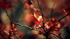 Autumn leaves on a branch wallpaper thumb
