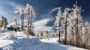 Winter, white snow, trees wallpaper thumb