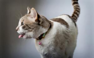 Funny cat, tongue, house wallpaper thumb