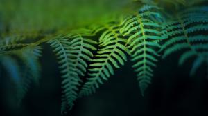 Green Leaf Leaves Macro HD wallpaper thumb