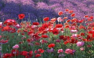Gorgeous Poppy Field wallpaper thumb