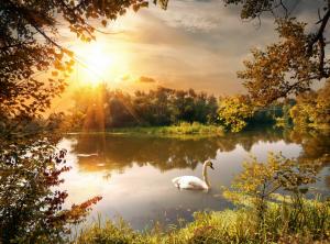 Pond, sun, swan wallpaper thumb