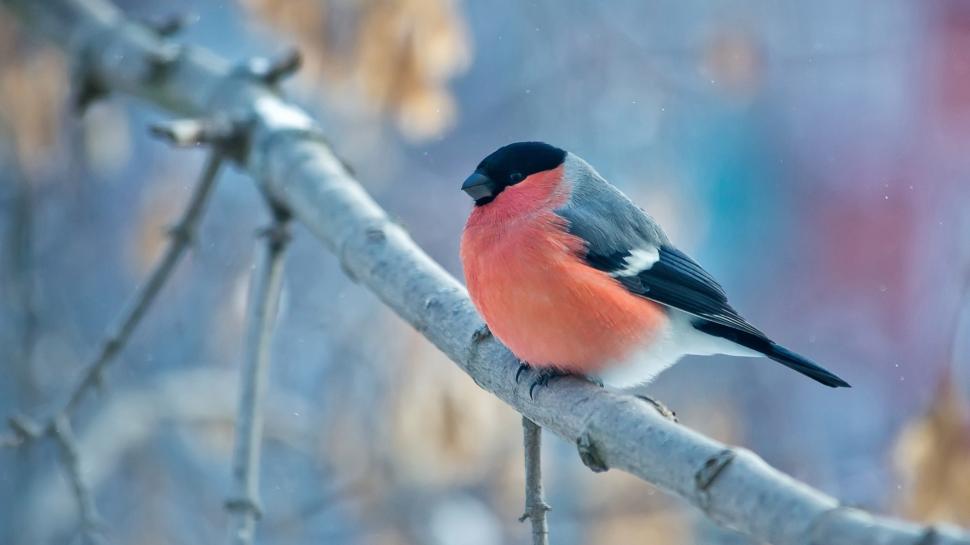 Red and black feathers bird, tree branch wallpaper,Red HD wallpaper,Black HD wallpaper,Feathers HD wallpaper,Bird HD wallpaper,Tree HD wallpaper,Branch HD wallpaper,3840x2160 wallpaper