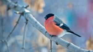 Red and black feathers bird, tree branch wallpaper thumb