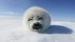 Seal Snow Winter wallpaper thumb
