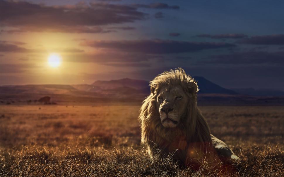 Lion in sunset wallpaper,lion HD wallpaper,sunset HD wallpaper,nature HD wallpaper,2048x1277 wallpaper