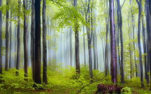 Nature scenery, forest, trees, morning, fog, after rain wallpaper thumb