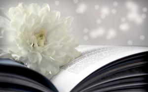 White chrysanthemum on a book wallpaper thumb