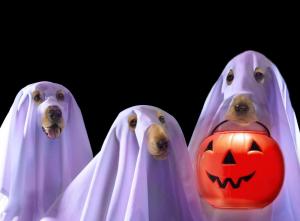 halloween, holiday, dog, bring, lantern wallpaper thumb