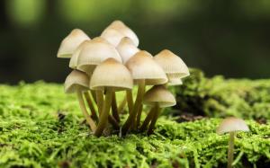 Mushrooms wallpaper thumb