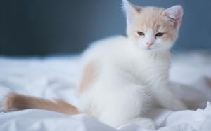 A white cute kitten wallpaper thumb