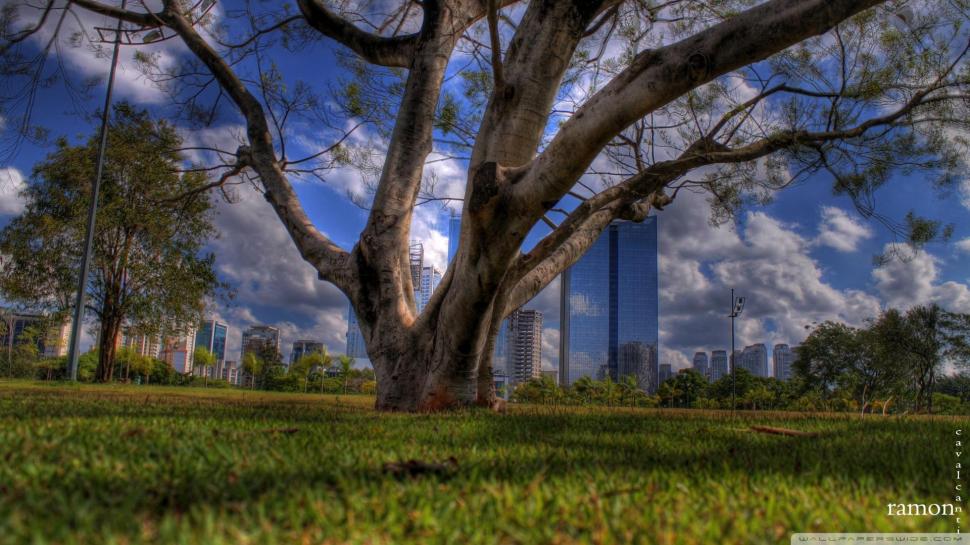 Point Of View Hdr wallpaper,tree HD wallpaper,grass HD wallpaper,city HD wallpaper,skyscrapers HD wallpaper,nature & landscapes HD wallpaper,1920x1080 wallpaper