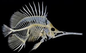 Fish skeleton wallpaper thumb