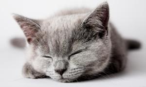 Grey cat sleeping wallpaper thumb