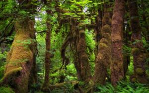 Forest Moss wallpaper thumb