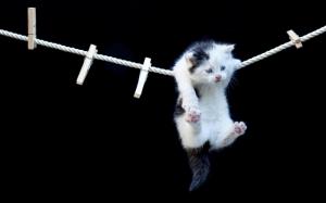 Hanging kitty wallpaper thumb