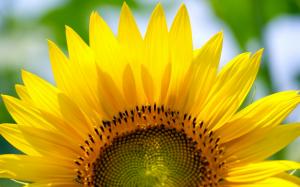 Sunflower wallpaper thumb