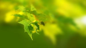 Green Leaf Close-up wallpaper thumb