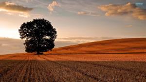 The Tree In The Golden Fields wallpaper thumb