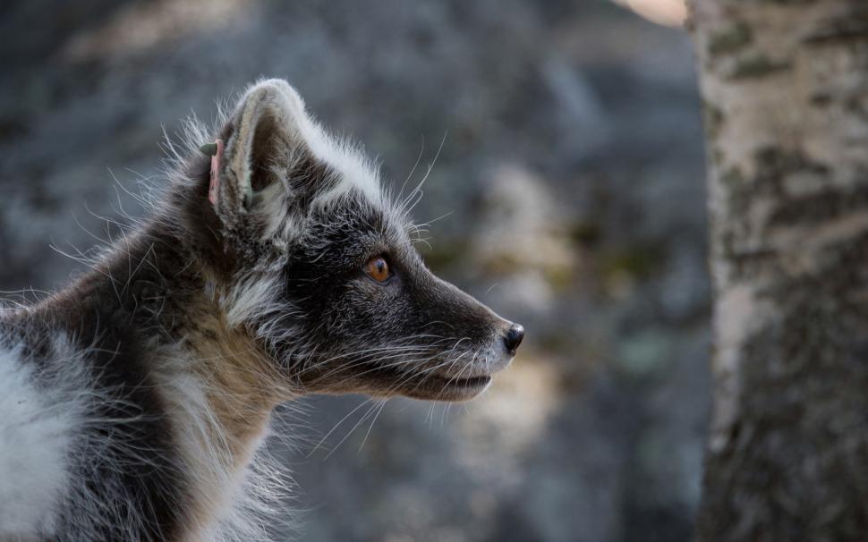 Side view of black Arctic fox wallpaper,Side HD wallpaper,View HD wallpaper,Black HD wallpaper,Arctic HD wallpaper,Fox HD wallpaper,1920x1200 wallpaper
