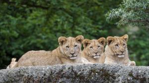 Three lions have a rest, animals photography wallpaper thumb