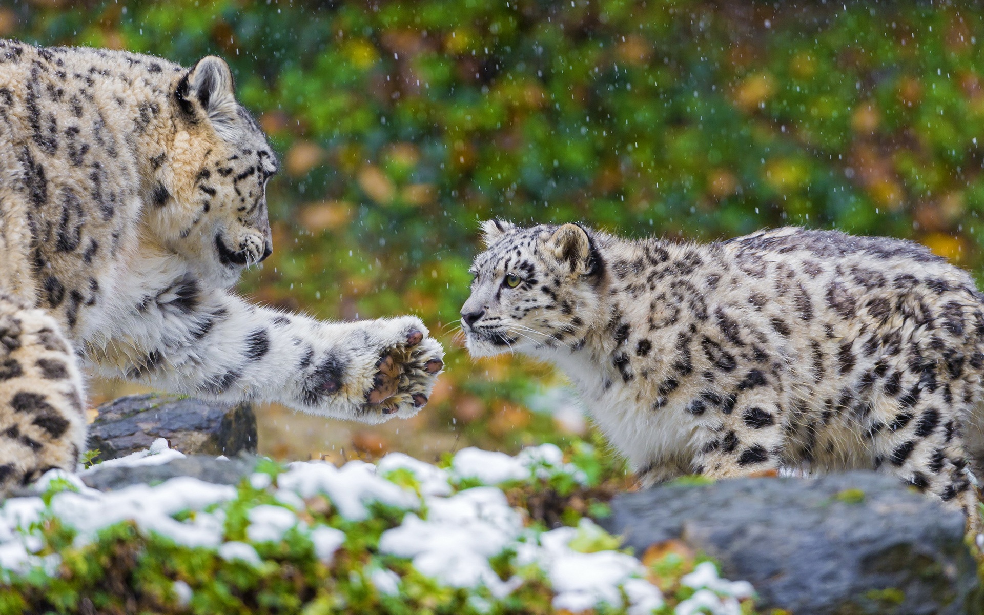Snow Leopard A Family Wallpaper Animals Wallpaper Better