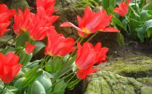 Red Beautiful Tulips. wallpaper thumb