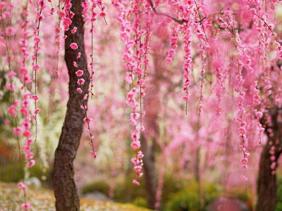 Beautiful spring, pink flowers bloom, trees wallpaper,Beautiful HD wallpaper,Spring HD wallpaper,Pink HD wallpaper,Flowers HD wallpaper,Bloom HD wallpaper,Trees HD wallpaper,1920x1440 wallpaper