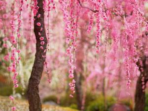 Beautiful spring, pink flowers bloom, trees wallpaper thumb
