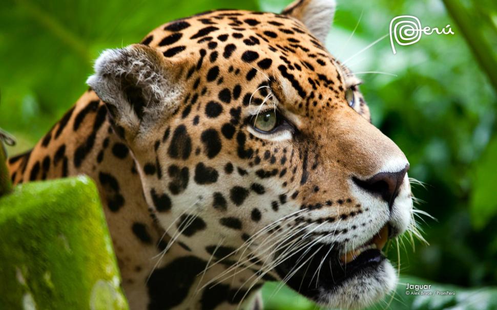 Jaguar The Big Cat wallpaper,jaguar HD wallpaper,animals & birds HD wallpaper,1920x1200 wallpaper