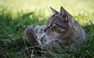 Gray cat, sleep, grass wallpaper thumb
