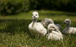 Sweet Baby Swans wallpaper thumb