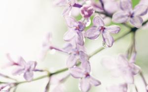 Lilac Flowers HD wallpaper thumb