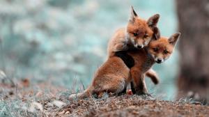 Fox Cubs, Foxes, Animals, Wildlife wallpaper thumb