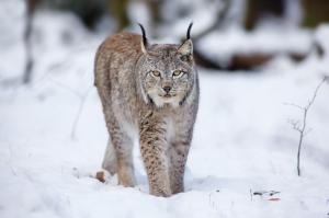 Cats Lynx Animals Winter Snow HD Desktop wallpaper thumb