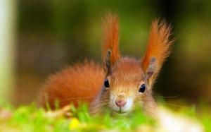 Red Squirrel wallpaper thumb