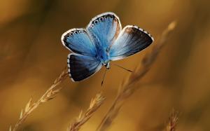 Blue butterfly, plants, bokeh wallpaper thumb