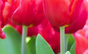 Many Pink Flowers Tulips wallpaper thumb
