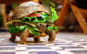 Turtle burger wallpaper thumb