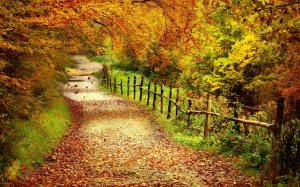 Beautiful autumn scenery, trees, yellow leaves, path wallpaper thumb