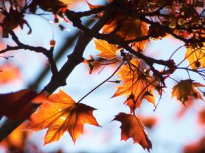 Red maple leaves, autumn, tree, sunlight wallpaper thumb