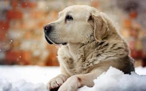 *** Dog On The Snow *** wallpaper thumb